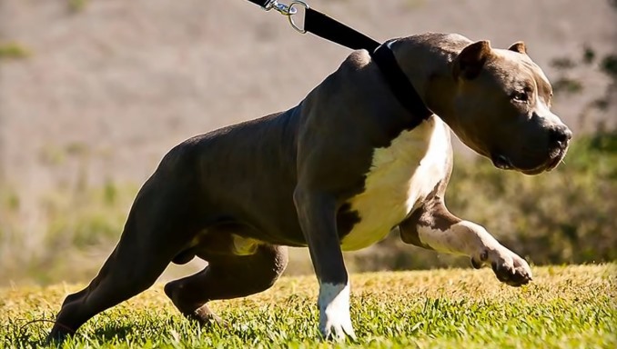 About the Breed - Pitbulls