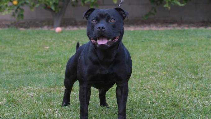About the Breed - Staffordshire Terrier