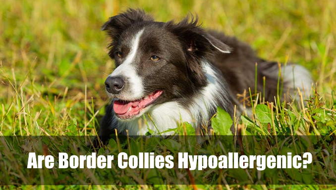 Are Border Collies Hypoallergenic