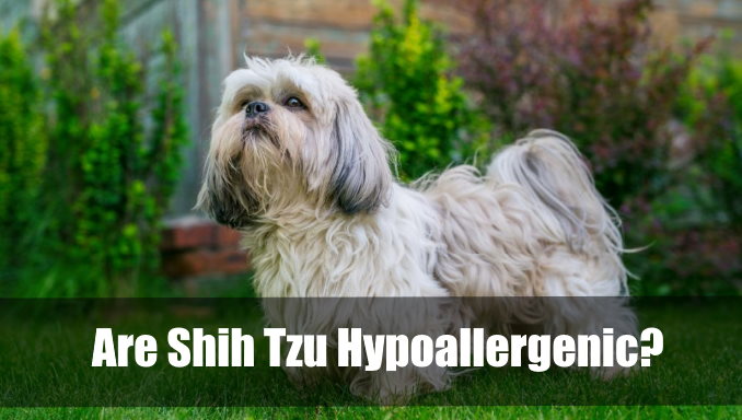 Are Shih Tzu Hypoallergenic