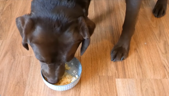 Dog Food For Sensitive Stomach