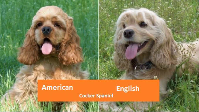 English Cocker Spaniels vs American Cocker Spaniels