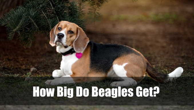 How Big Do Beagles Get