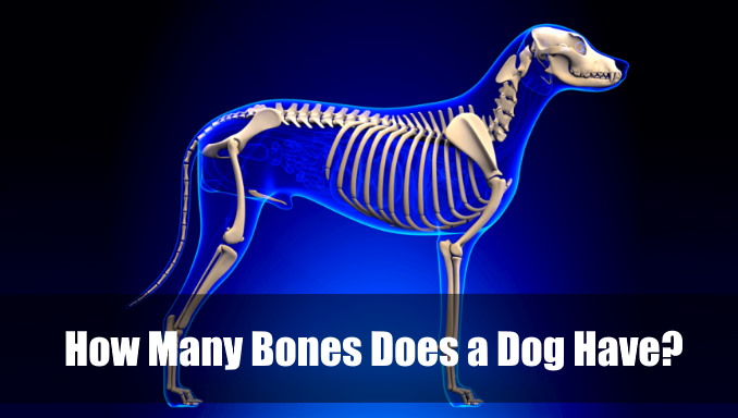 How Many Bones Does a Dog Have
