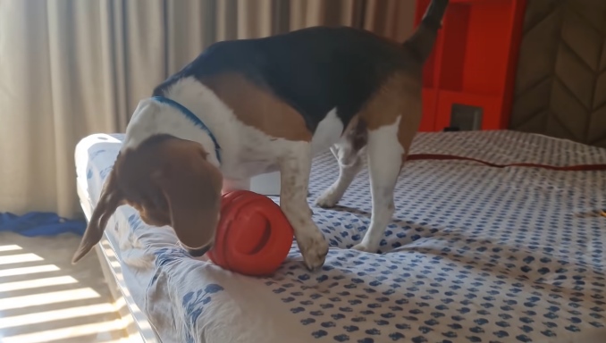 How can I make sure my Beagle doesn't get too big