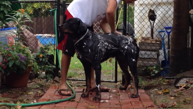How do I groom my Rottweilers