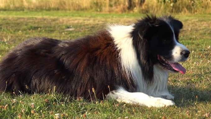 How many types of Border Collies are there