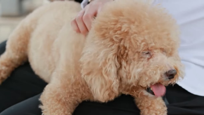 How to Care for a Goldendoodle If You Have Allergies