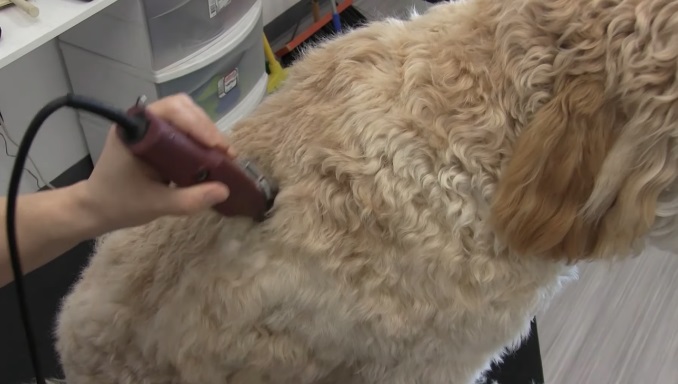 How to Groom A Goldendoodle
