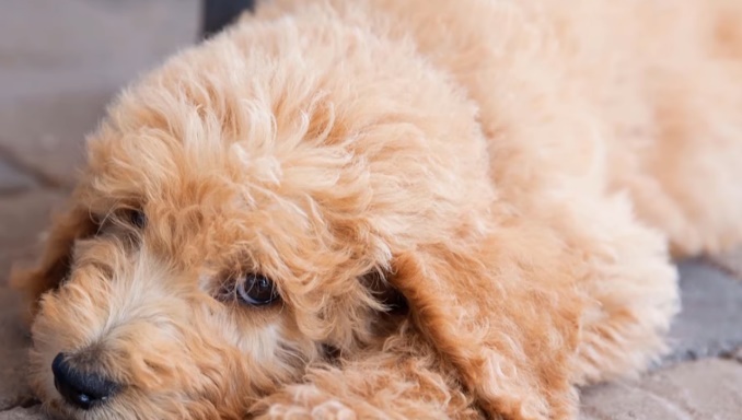 How to Reduce The Risk of Allergies From Goldendoodles