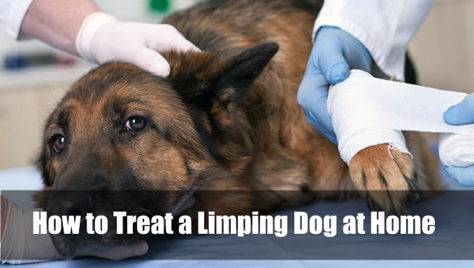 How to Treat a Limping Dog at Home