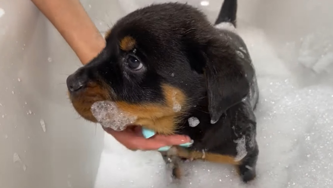 How to manage Rottweilers shedding