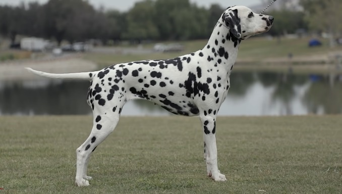 Overview of Dalmatians