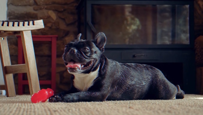 Overview of French Bulldog