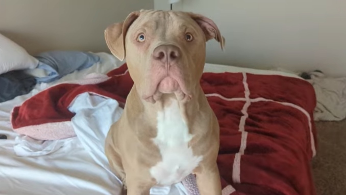 Pitbull vs Bulldog - Which is the better breed