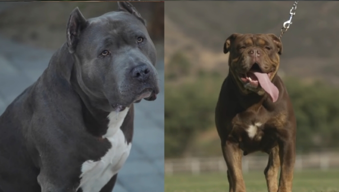 Pitbull vs Bulldog