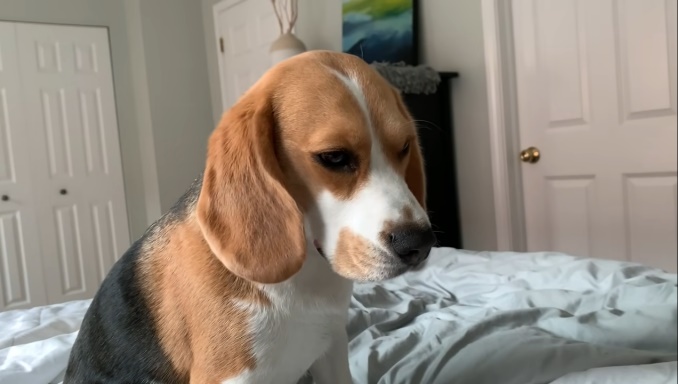 Pros and Cons when raising a beagle