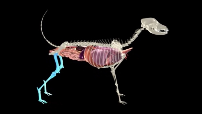 The skeletal system of the dog