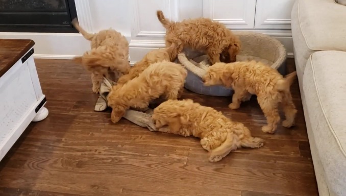 What Does a Goldendoodle Look Like