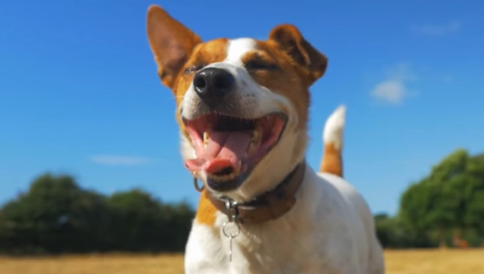 What Factors Affect A Dog's Breathing