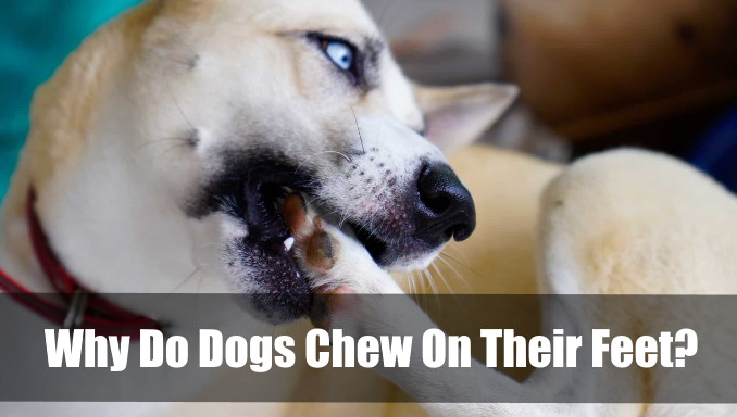 Why Do Dogs Chew On Their Feet
