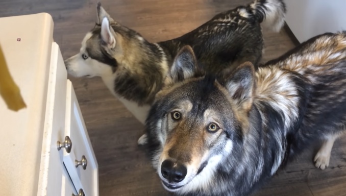 Wolf and Huskies