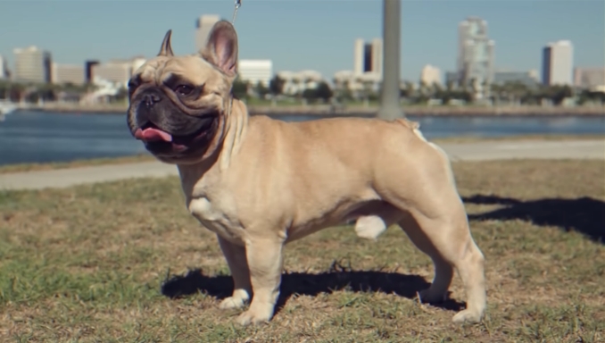 how much are french bulldogs