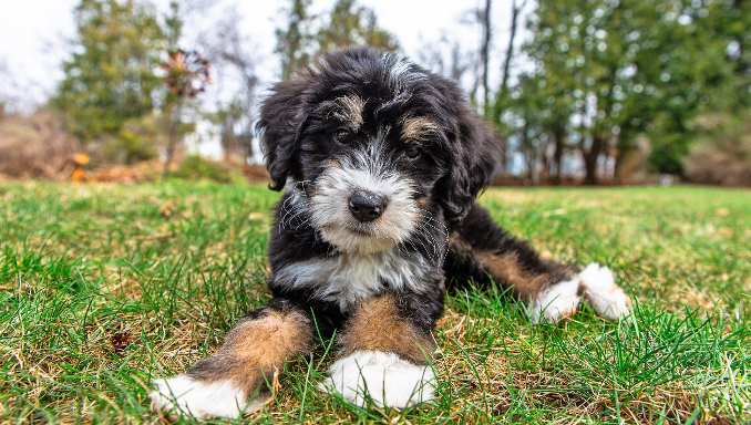 About The Breed - Bernedoodles