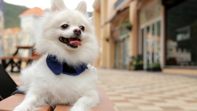 About The Breed - Pomeranians