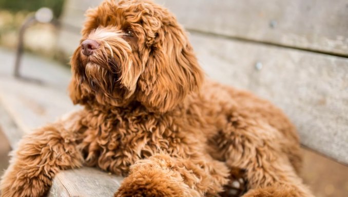 About the Breed - Goldendoodle