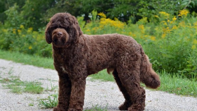 About the Breed - Labradoodle