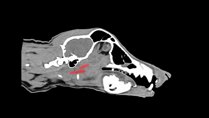 Difference between CT and X-ray For Dogs