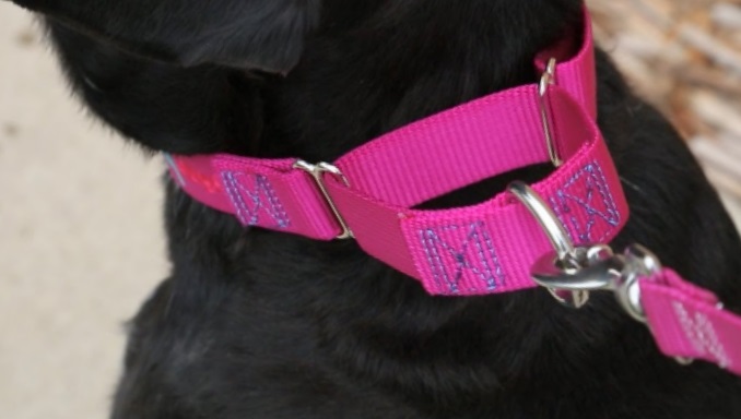 Dogs Are Encouraged To Wear Martingale Collars