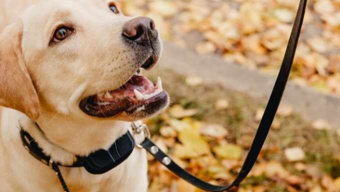 Evaluating The Effectiveness Of Dog Training With E-collars Compared To Traditional Training