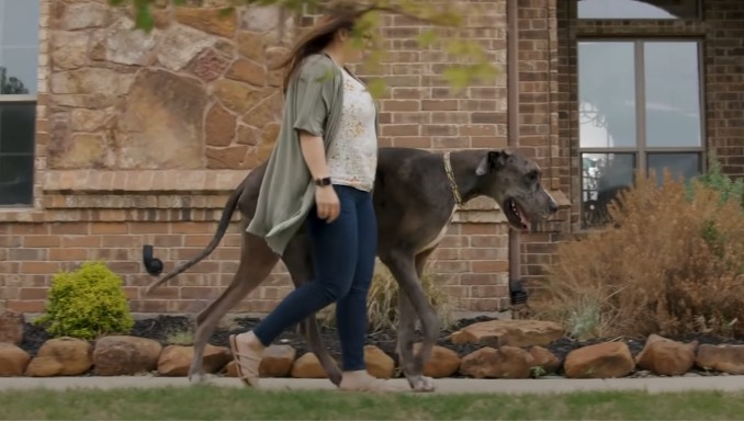 How Many Types Of Great Dane Are There