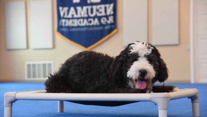 How To Train A Bernedoodle
