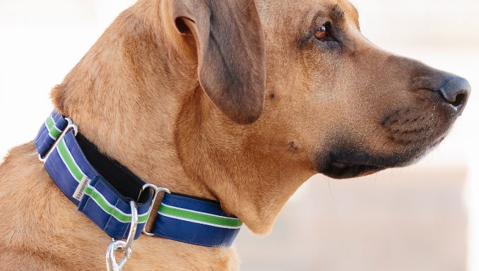 How To Use A Martingale Collar