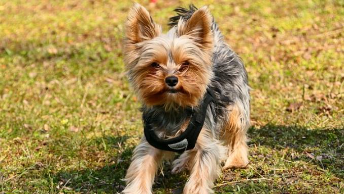 How to Choose The Best Shock Collar For Small Dogs - Buying Guide