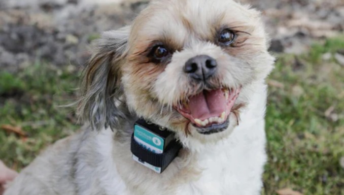 How to Choose the Best Bark Collar For Small Dogs - Buying Guide