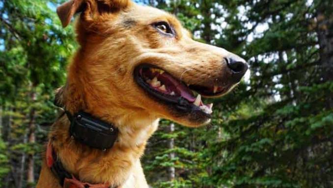 How to Choose the Best Shock Collar For Large Dogs - Buying Guide