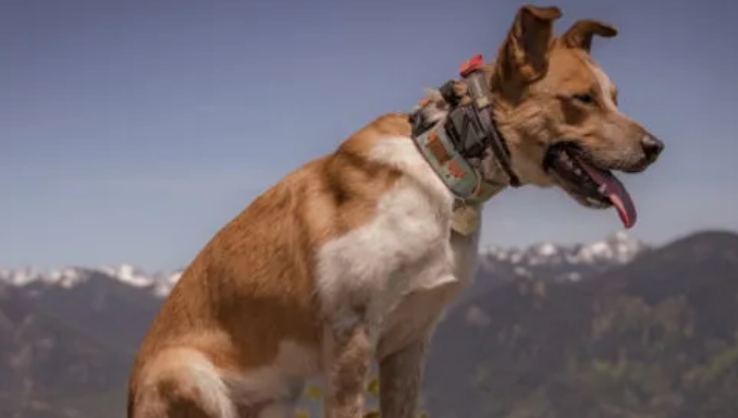 How to Choose the Best Training Collar for Stubborn Dogs - Buying Guide