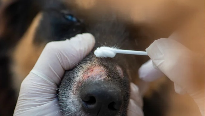 How to Cure Ringworm in Dogs