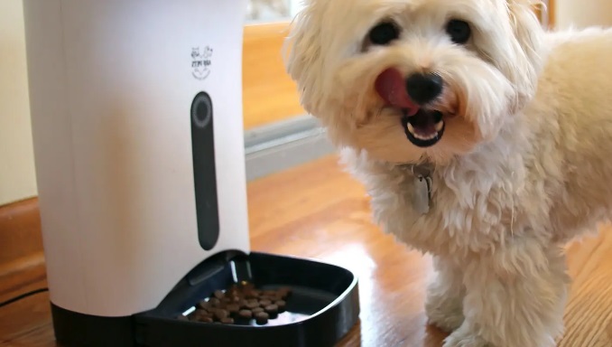 How to Keep Your Dog From Going Hungry When You're Away