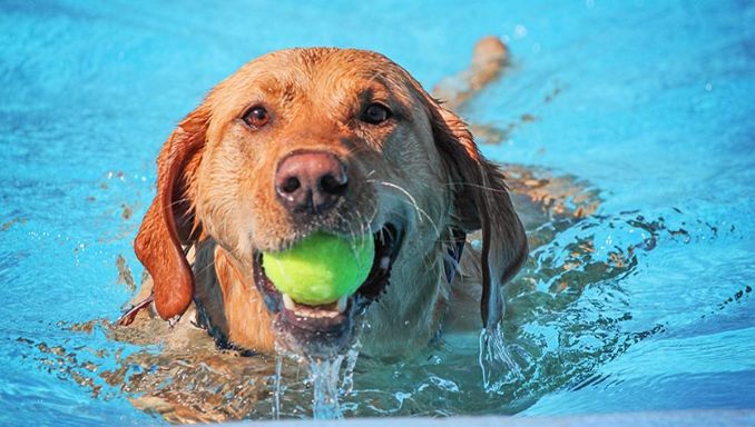 How to Reduce Dehydration For Dogs In The Summer