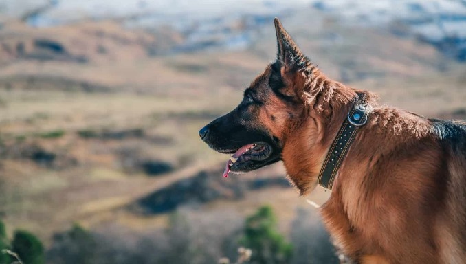 How to Train a Stubborn Dog With An E-collar