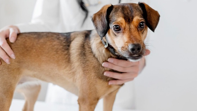 Preventing Bordetella In Dogs