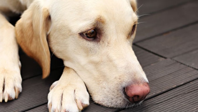 Symptoms Of Pancreatitis In Dogs