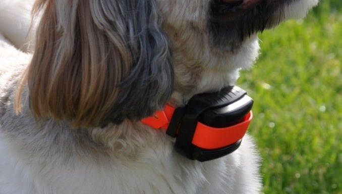 Things to Avoid When Using Bark Collar for Small Dogs