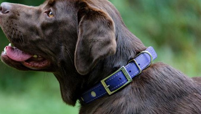 Things to Keep in Mind When Using a Shock Collar for Your Dogs