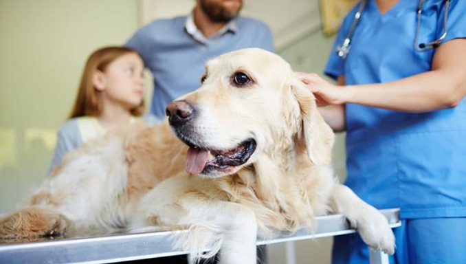 Tips for Saving Money on X-rays for Dogs